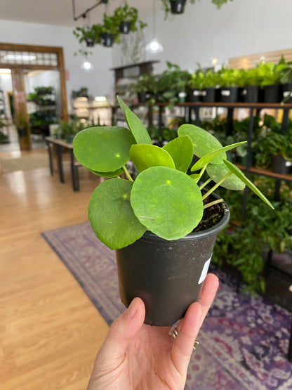 Pilea peperomiodes 'Chinese Money Plant'