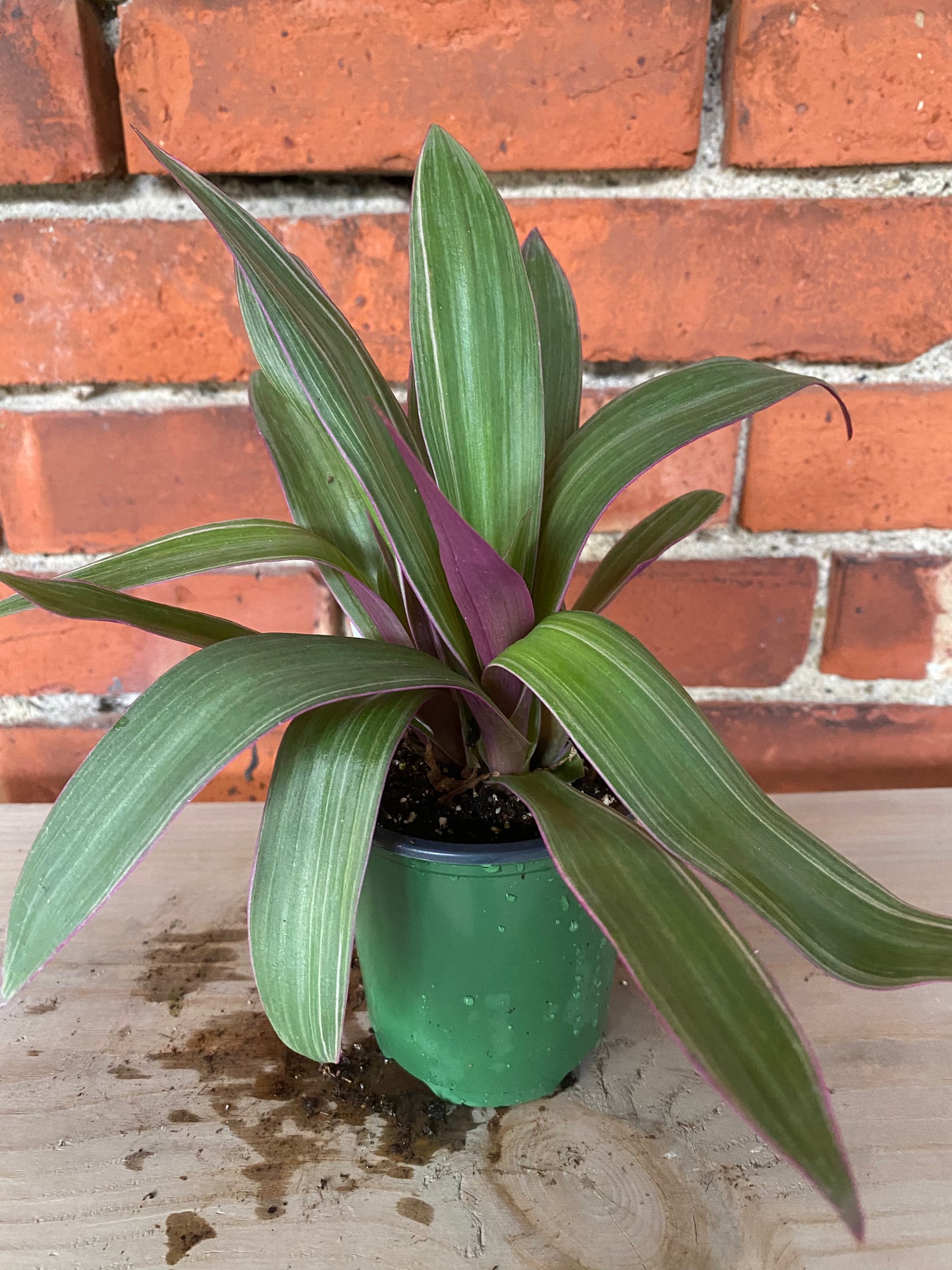 Tradescantia Spathacea ‘Rhoeo Tricolor’ - 3.5" Pot