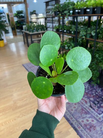 Pilea peperomiodes 'Chinese Money Plant'