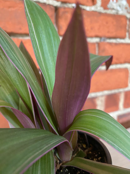 Tradescantia Spathacea ‘Rhoeo Tricolor’ - 3.5" Pot