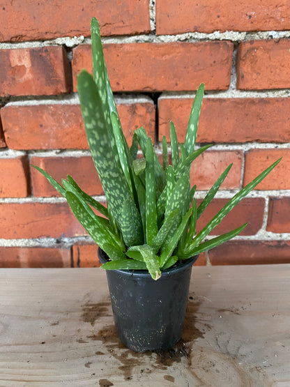 Aloe barbadensis miller 'Aloe Vera'