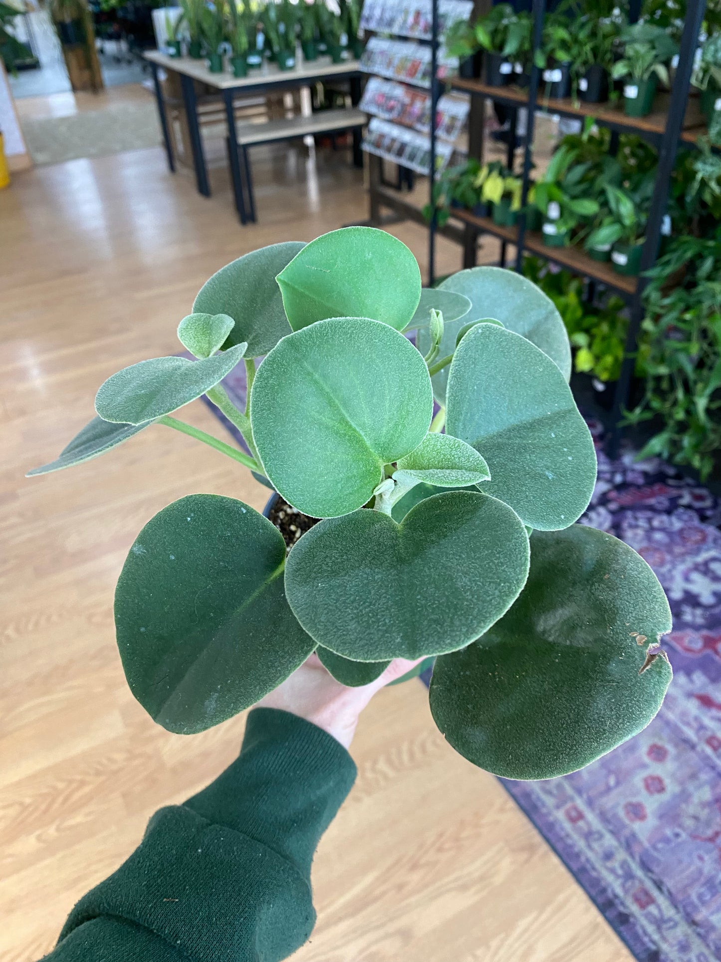 Peperomia incana 'Felted Peperomia'