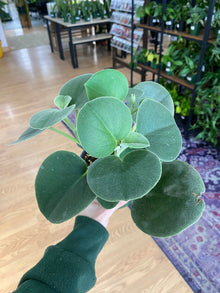 Peperomia incana 'Felted Peperomia'