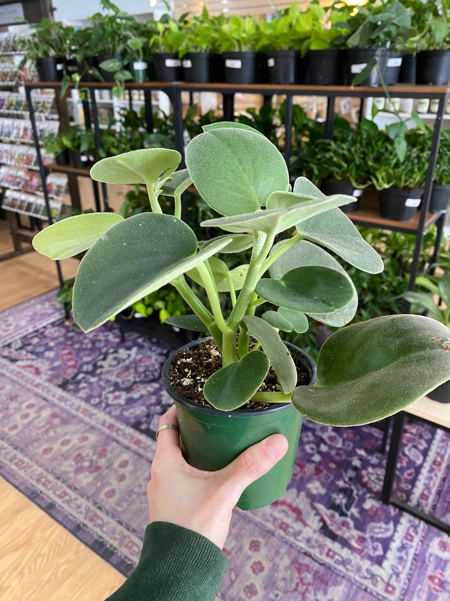 Peperomia incana 'Felted Peperomia'