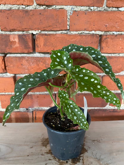 Begonia maculata 'Polka dot Begonia'