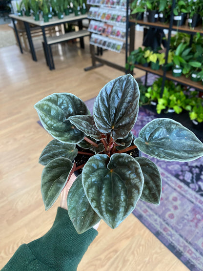 Peperomia 'Santiago' - 3" Pot