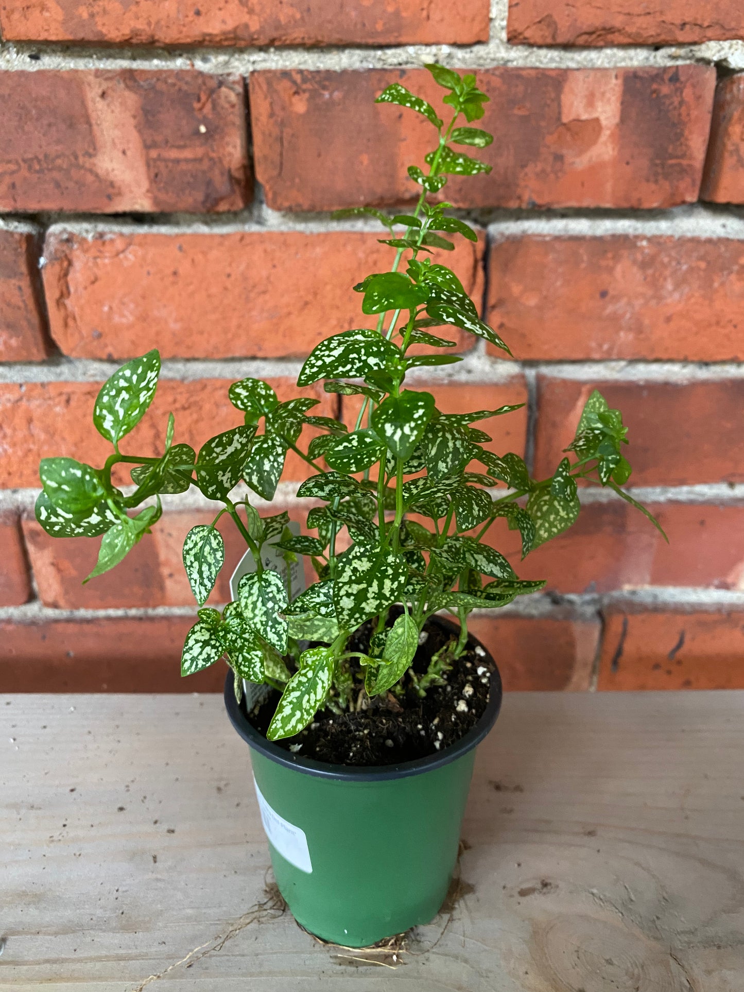 Hypoestes phyllostachya 'Polka Dot Plant' 3" Pot