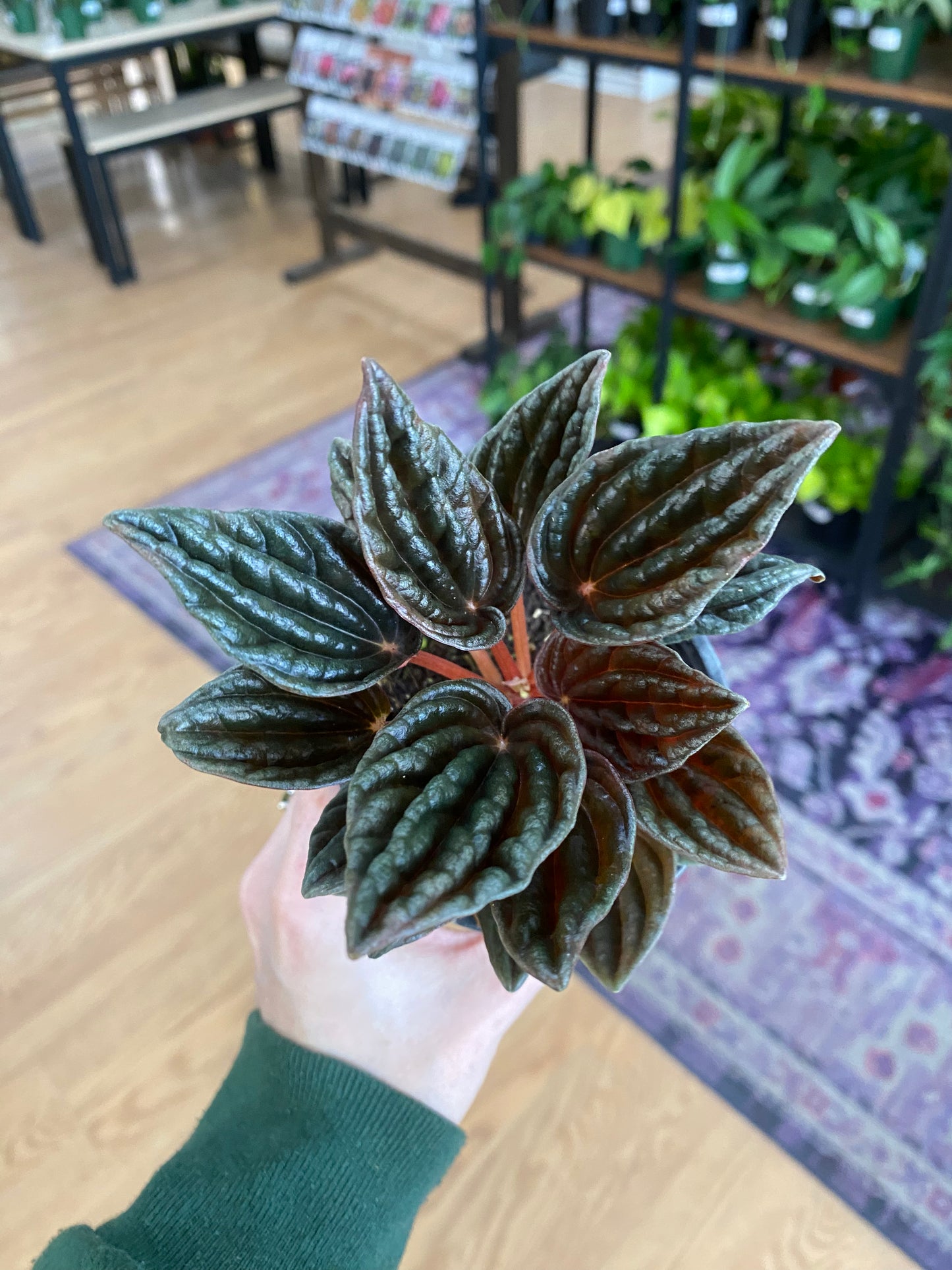 Peperomia 'Montevideo' - 3" Pot