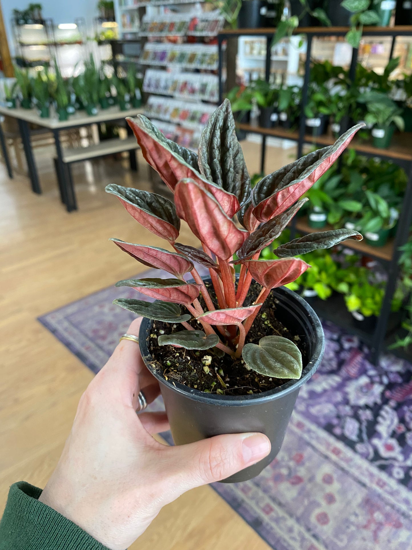 Peperomia 'Montevideo' - 3" Pot