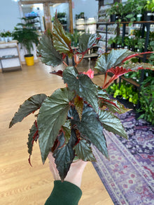 Begonia maculata 'Black Magic' - 4.5" Pot