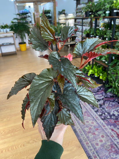 Begonia maculata 'Black Magic' - 4.5" Pot