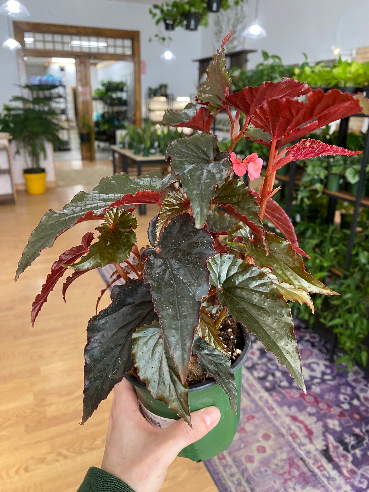 Begonia maculata 'Black Magic' - 4.5" Pot
