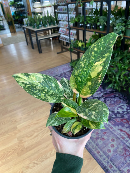 Philodendron 'Green Congo Copper Flame' - 4" Pot
