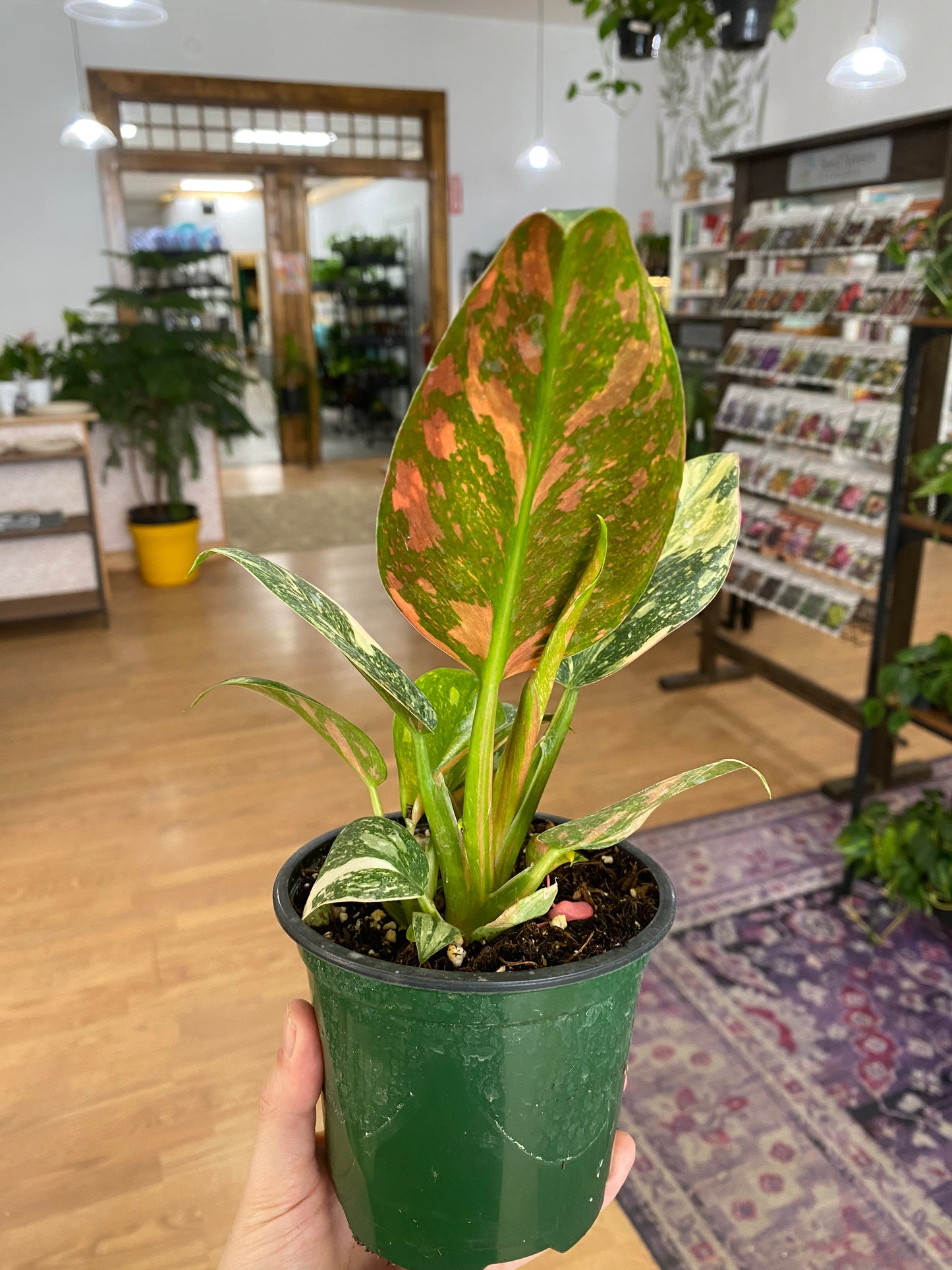 Philodendron 'Green Congo Copper Flame' - 4" Pot