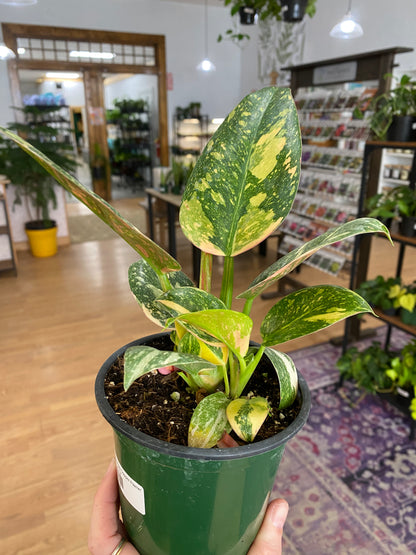 Philodendron 'Green Congo Copper Flame' - 4" Pot