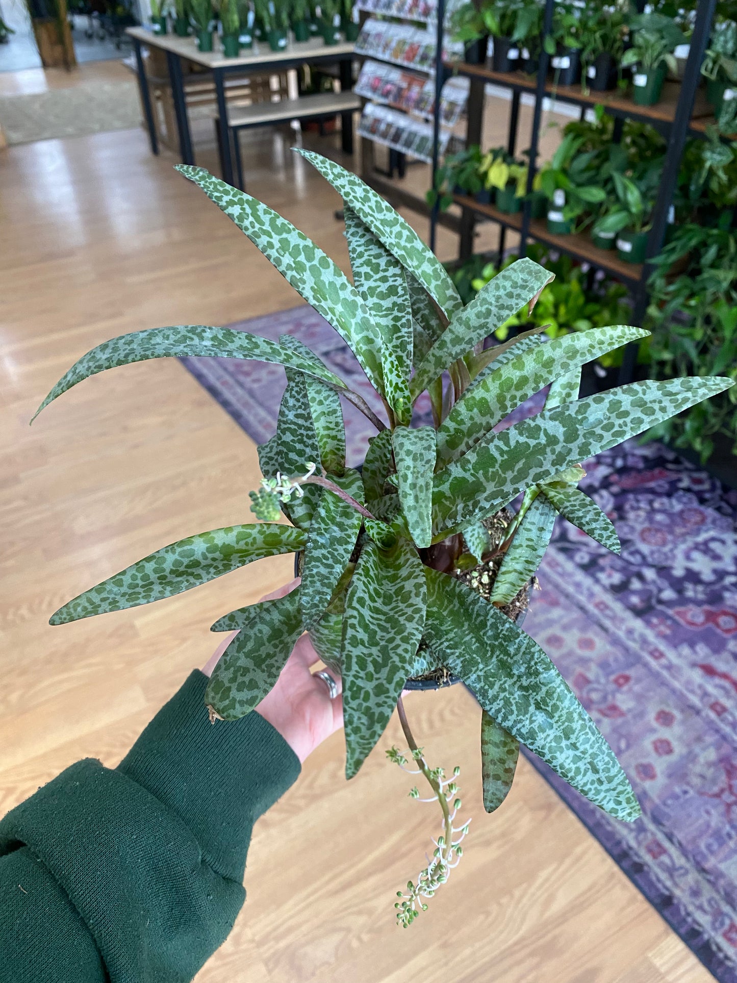 Ledebouria Socialis 'Leopard Lily' - 4.5" Pot