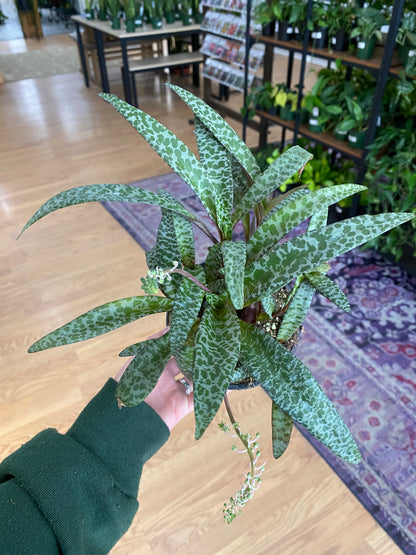 Ledebouria Socialis 'Leopard Lily' - 4.5" Pot
