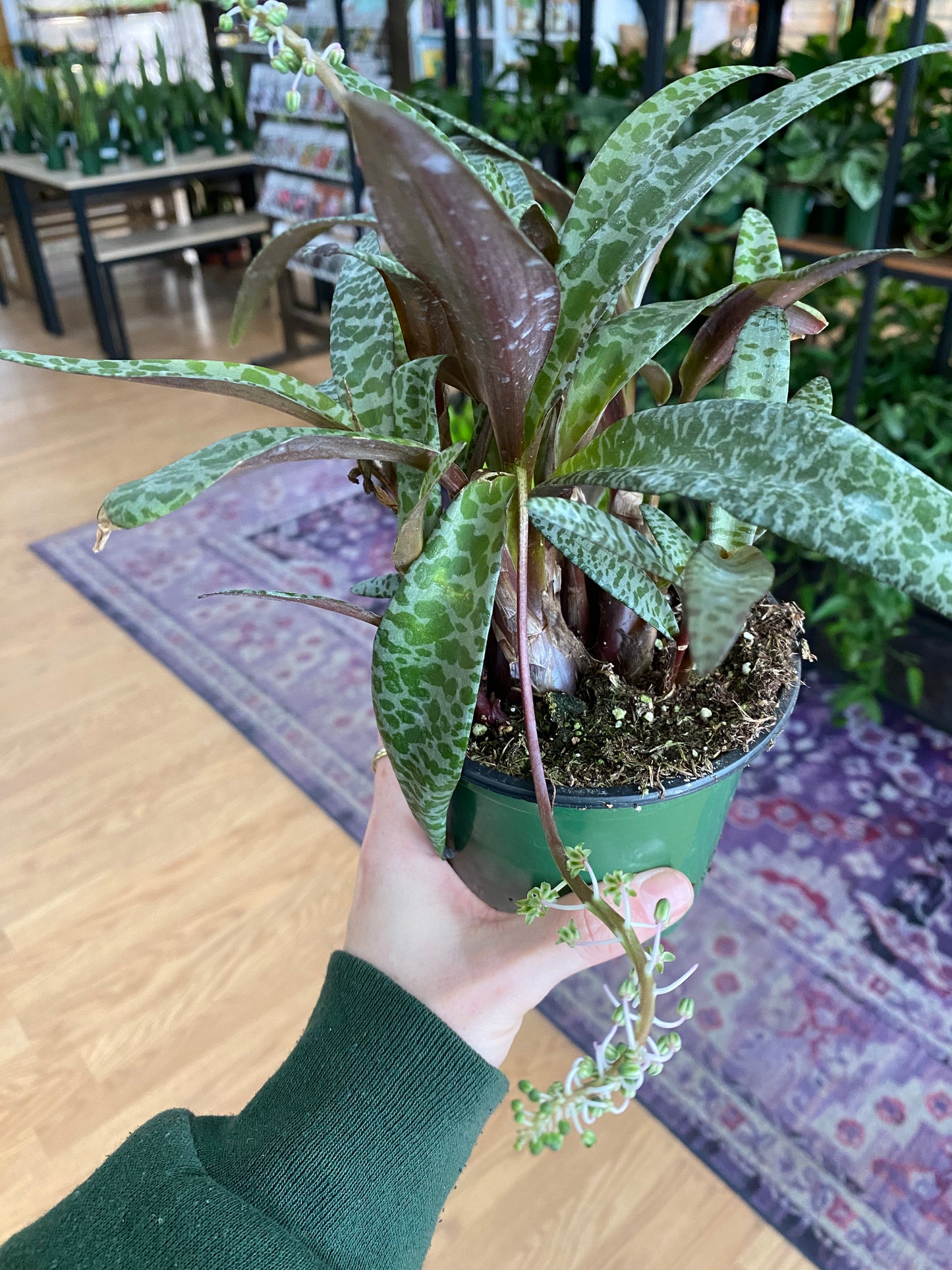 Ledebouria Socialis 'Leopard Lily' - 4.5" Pot