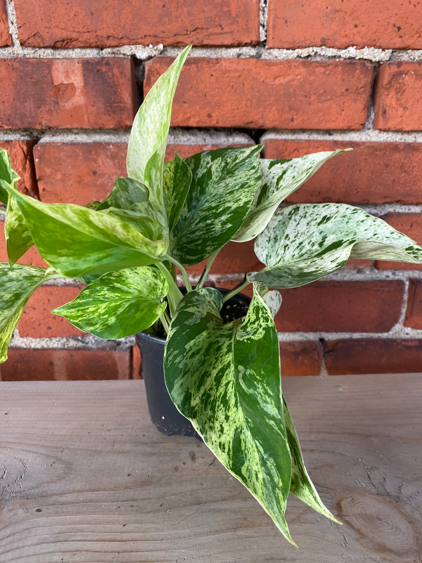 Epipremnum aureum 'Pothos Snow Queen'