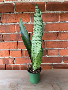 Sansevieria zeylanica 'Snake Plant'