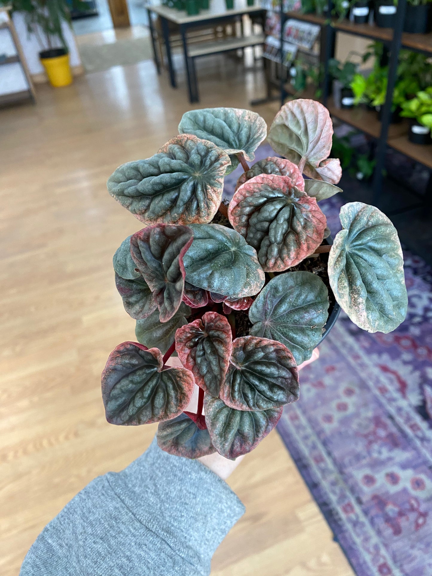 Peperomia 'Abricos' - 3" Pot