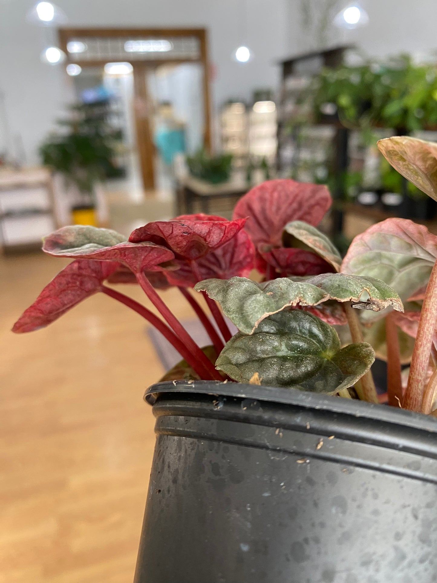 Peperomia 'Abricos' - 3" Pot
