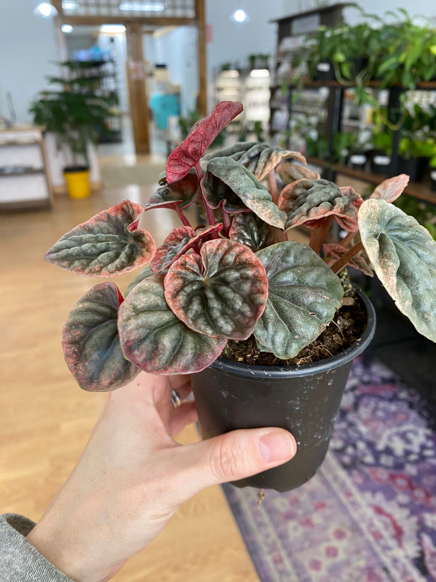 Peperomia 'Abricos' - 3" Pot