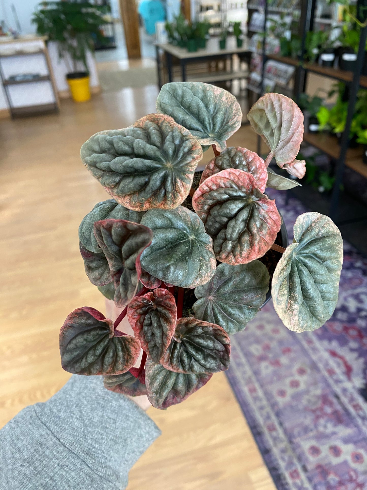 Peperomia 'Abricos' - 3" Pot