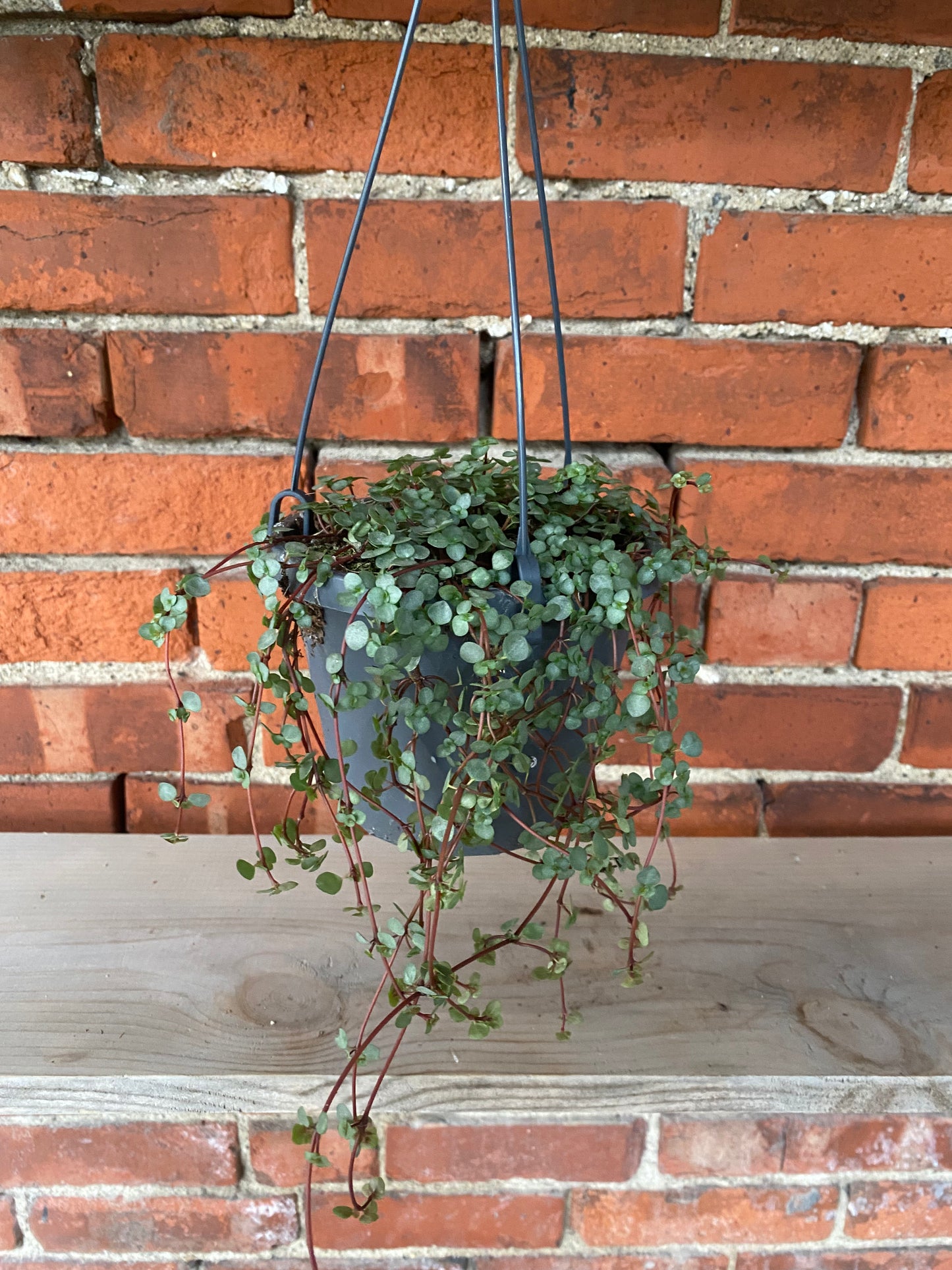 Pilea glauca ‘Blue Baby Tears’