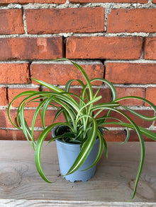Chlorophytum comosum ‘Variegated Bonnie Spider Plant’