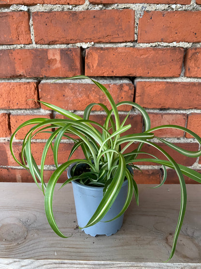 Chlorophytum comosum ‘Variegated Bonnie Spider Plant’