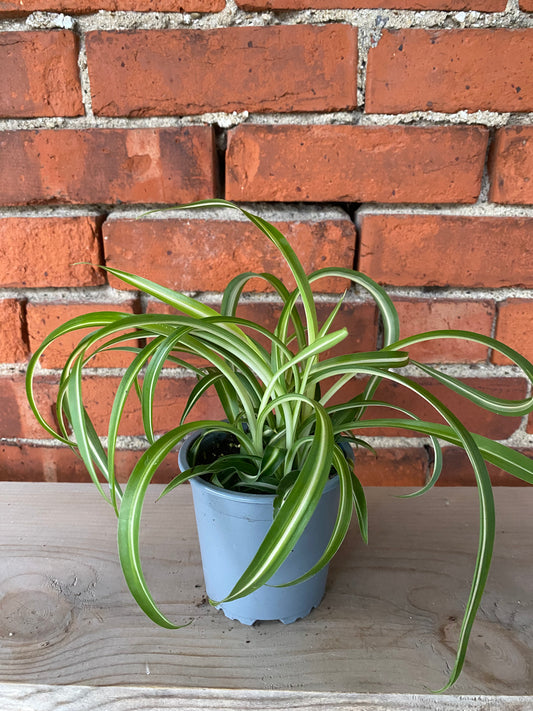 Chlorophytum comosum ‘Variegated Bonnie Spider Plant’