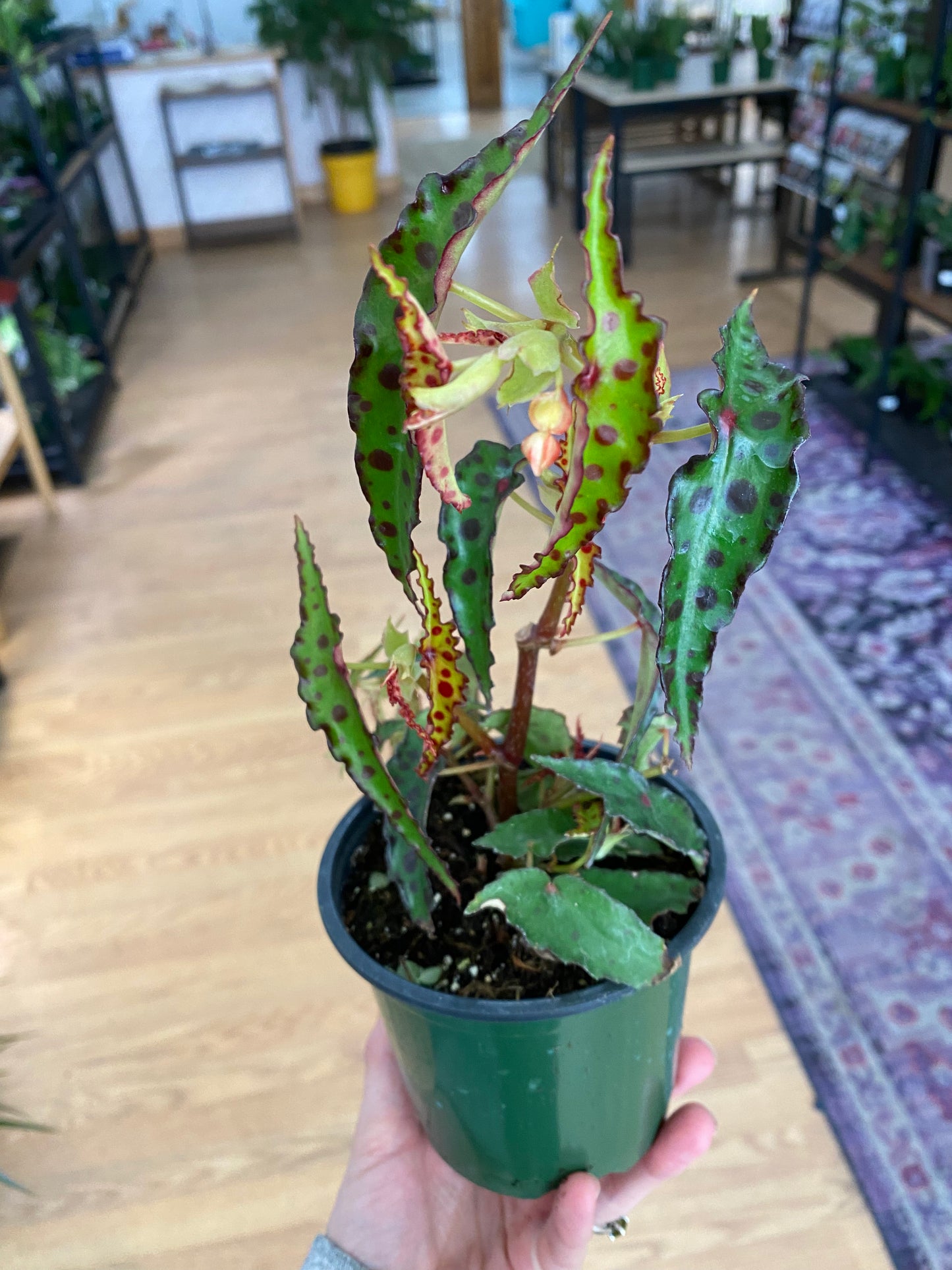 Begonia amphioxus - 4.5" Pot
