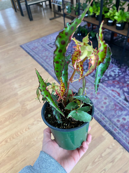 Begonia amphioxus - 4.5" Pot