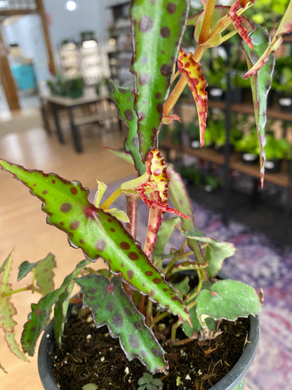 Begonia amphioxus - 4.5" Pot