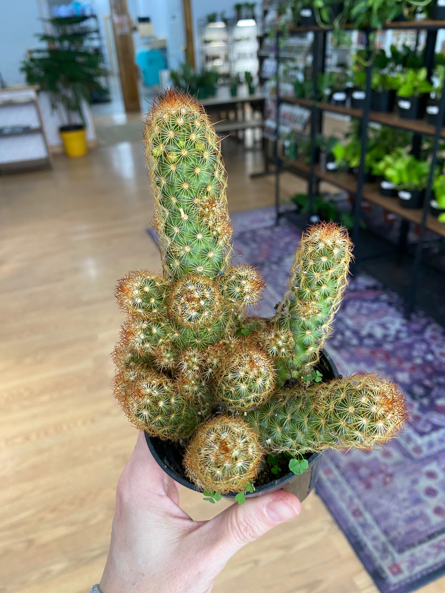 Mammillaria elongata 'Copper King Cactus' - 3" Pot