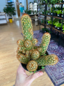 Mammillaria elongata 'Copper King Cactus' - 3" Pot