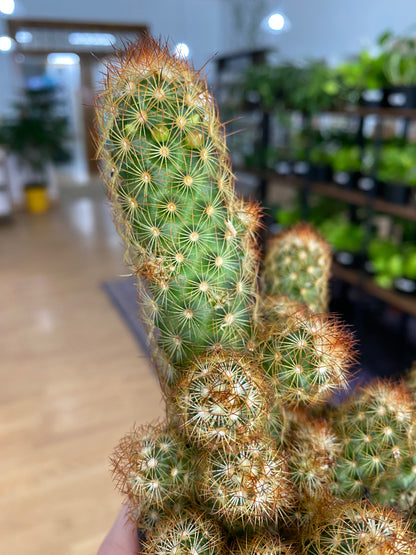 Mammillaria elongata 'Copper King Cactus'