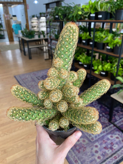 Mammillaria elongata 'Gold Lace Cactus' - 3" Pot