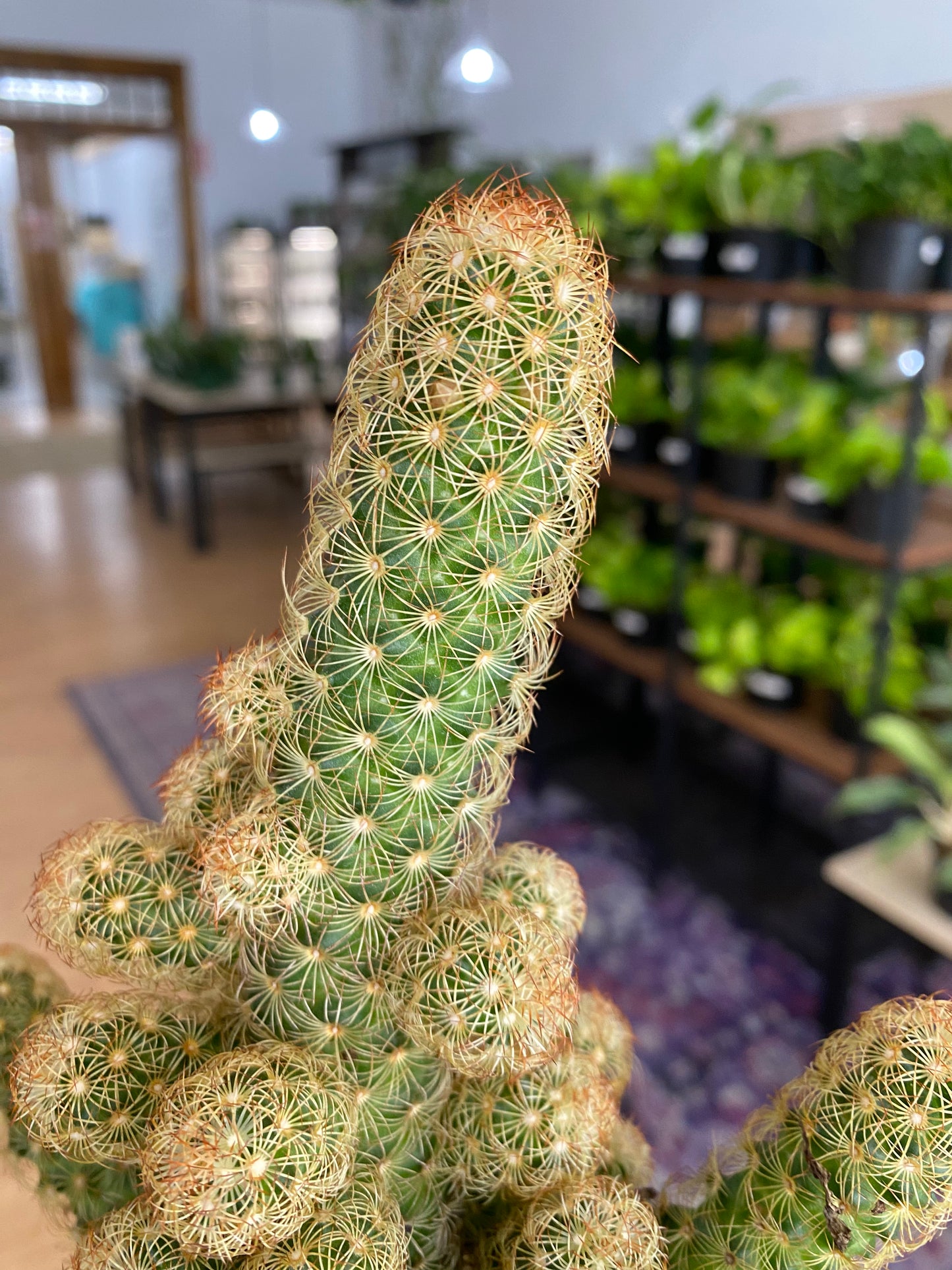 Mammillaria elongata 'Gold Lace Cactus' - 3" Pot