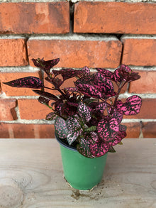Hypoestes phyllostachya 'Polka Dot Plant' 3" Pot