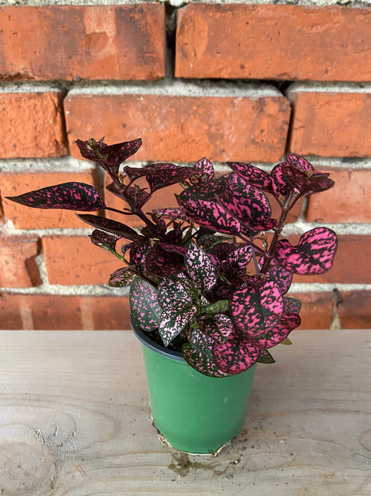 Hypoestes phyllostachya 'Polka Dot Plant' 3" Pot