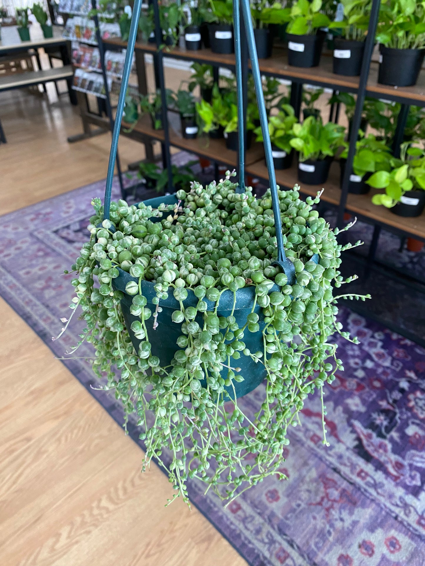 Senecio rowleyanus ‘String of Pearls Variegated’