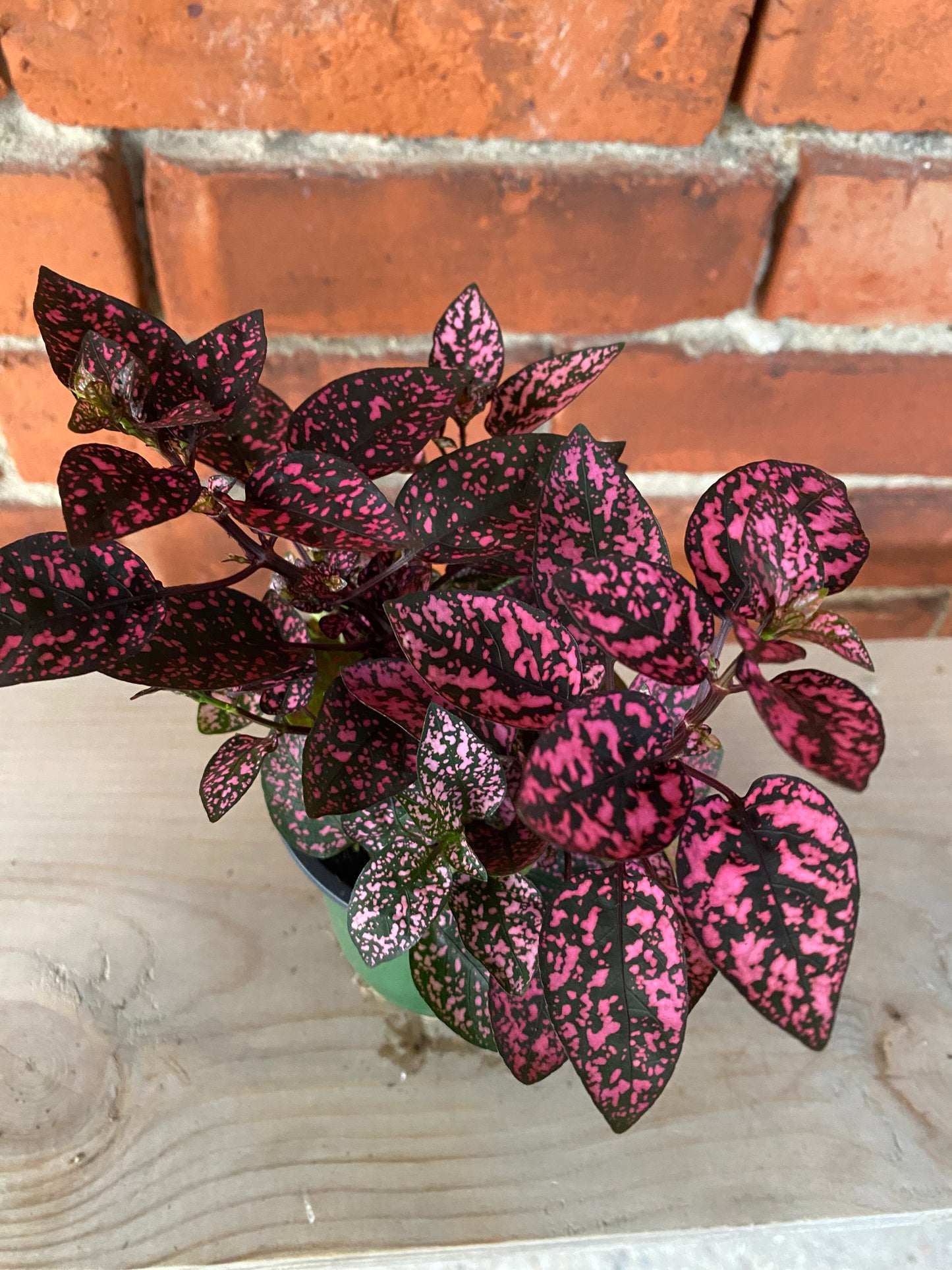 Hypoestes phyllostachya 'Polka Dot Plant' 3" Pot