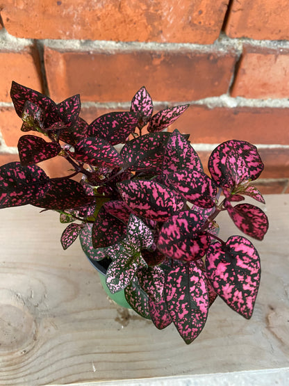 Hypoestes phyllostachya 'Polka Dot Plant' 3" Pot