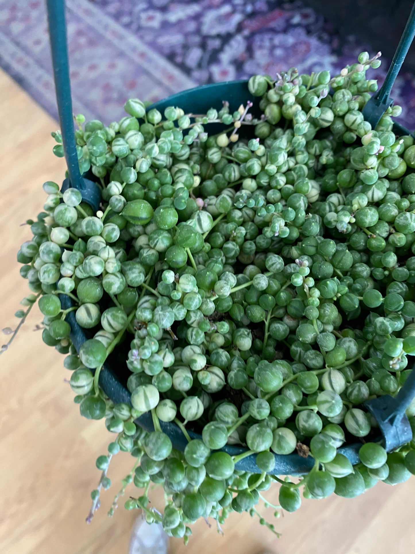 Senecio rowleyanus ‘String of Pearls Variegated’