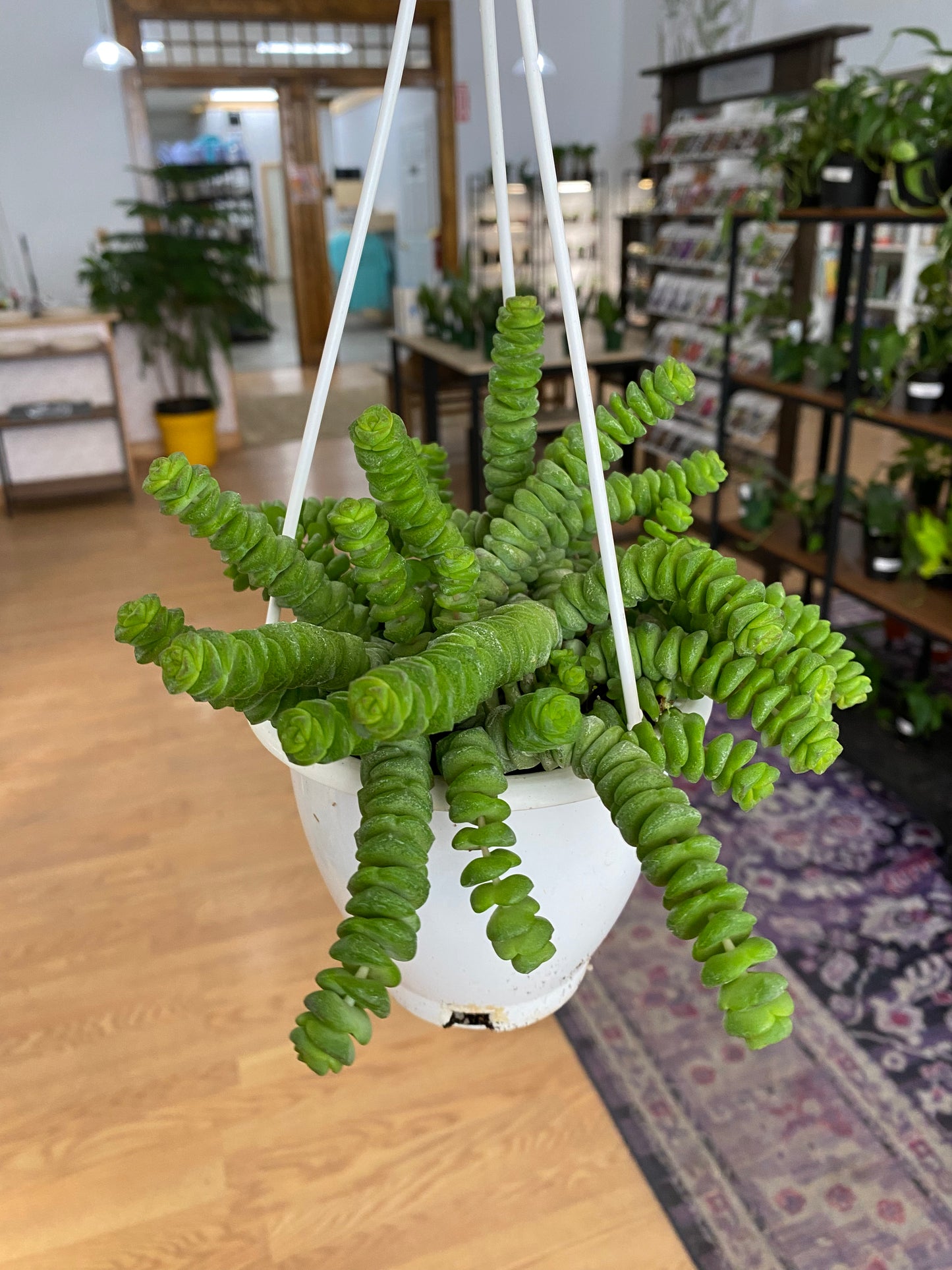 Crassula rupestris 'Tom Thumb’