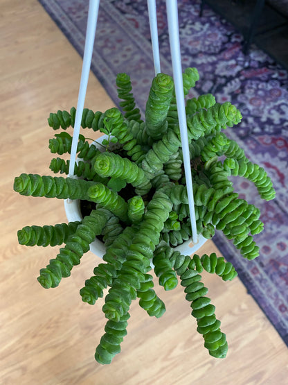 Crassula rupestris 'Tom Thumb’