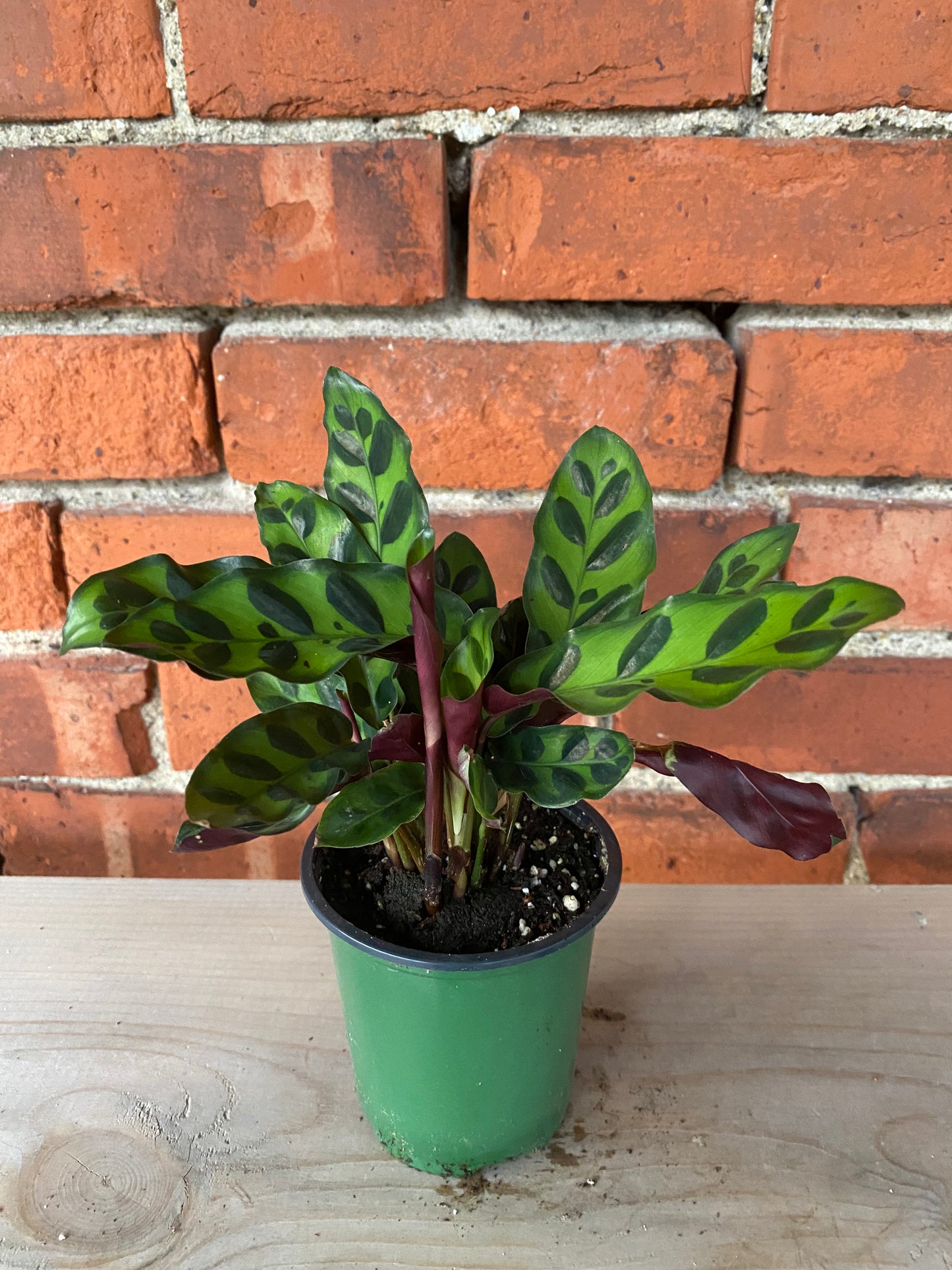 Calathea lancifolia ’Rattlesnake Plant’