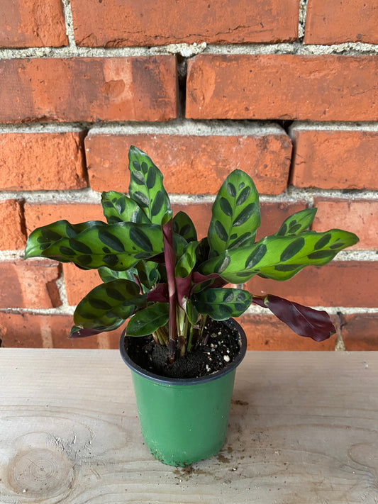 Calathea lancifolia ’Rattlesnake Plant’